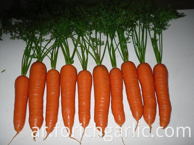 Fresh Carrot